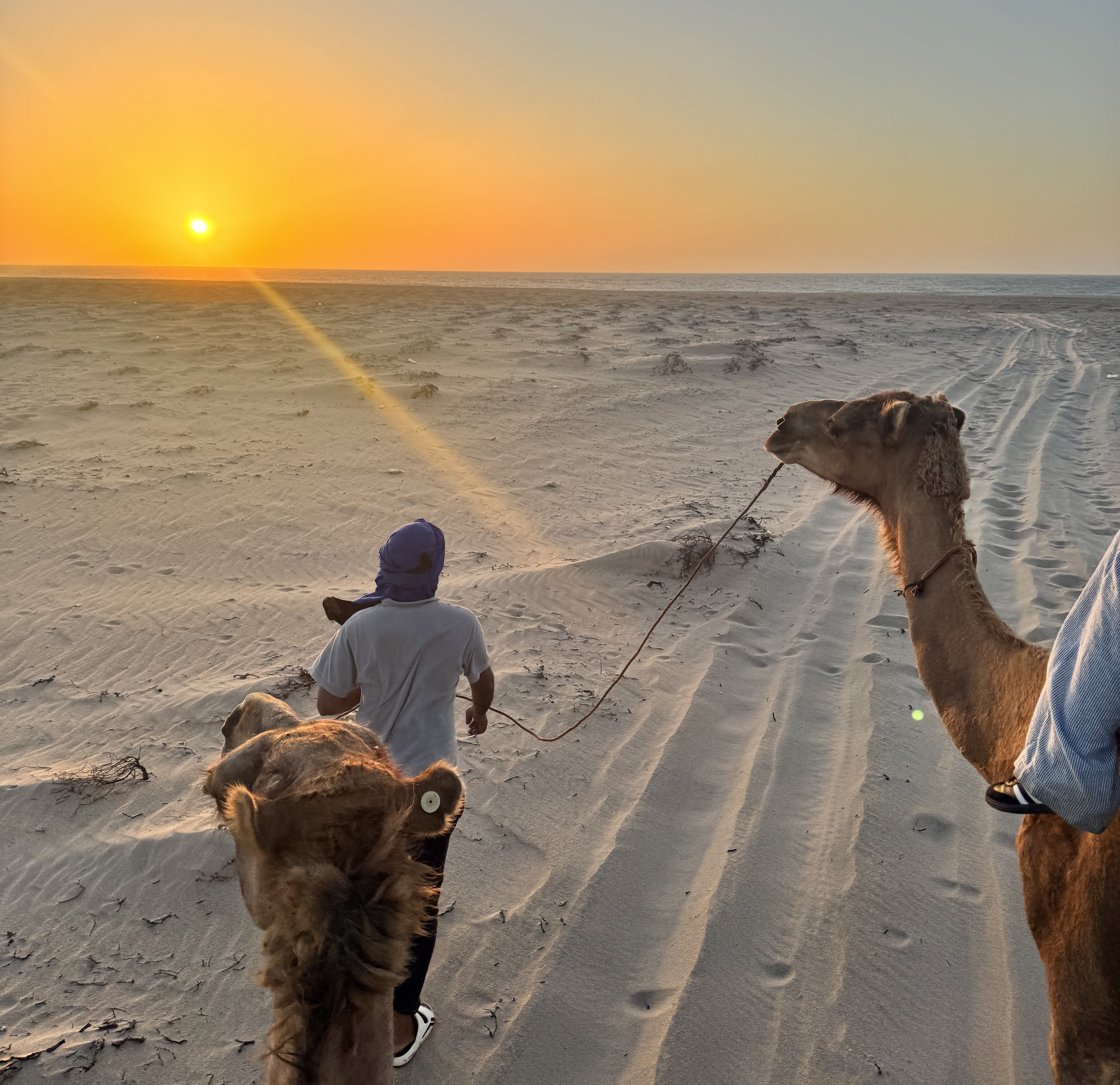 Balade à dos de chameau dans le désert de Laayoune