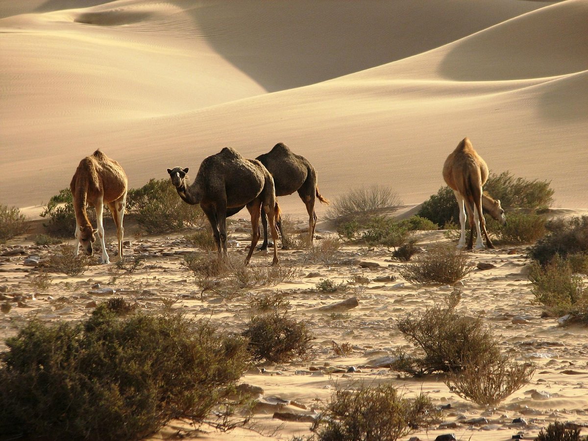 Explorez les vagues de Laayoune avec nos sessions de surf sur-mesure
